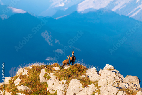 chamois mother with fawn (Rupicapra rupicapra) on a peak in Naturpark Diemtigtal in Berner Oberland