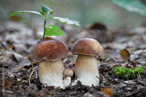 Delicious edible mushroom Boletus reticulatus commonly known as summer cep