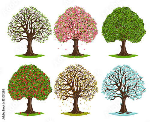 Tree in different seasons. Spring blooming, summer green, autumn falling leaves and winter seasonal trees vector illustration set