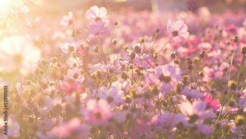 夕日に揺れる、ピンクのコスモス畑。コピースペース　余白
