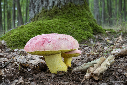 Very beautiful and rare mushroom Boletus regius - royal bolete photo