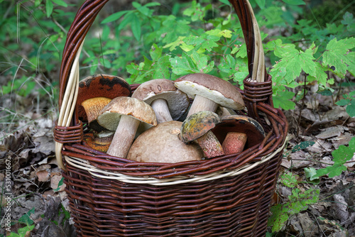 Amazing edible mushrooms in wicker basket