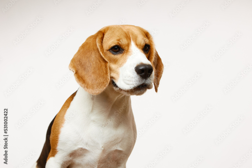 Studio portrait of a cute beagle dog on a white background. A hound dog. Best friend.
