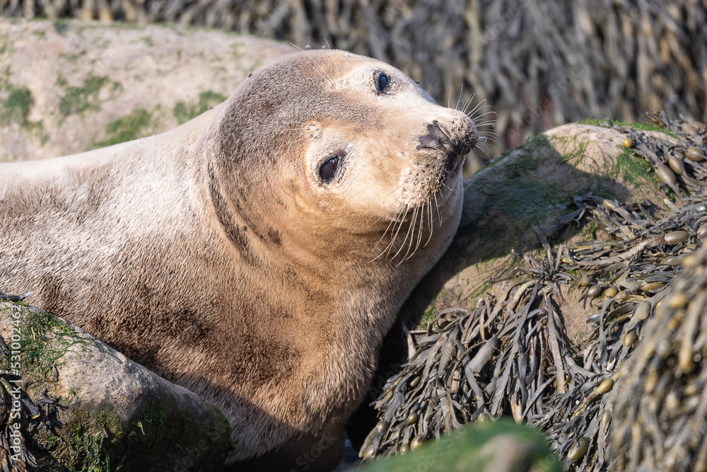 Closeup seal. Fur Seal in the sand portrait. Sea Lions at ocean. Fur seal colony, arctocephalus pusillus Closeup seal. Fur Seal in the sand portrait. Sea Lions at ocean. Fur seal colony, arctocephalus pusillus