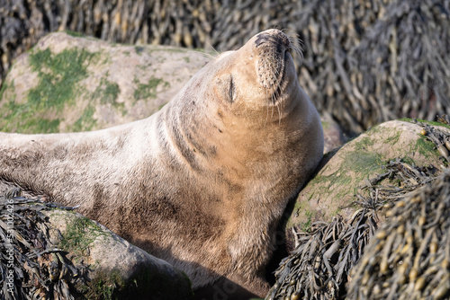 Closeup seal. Fur Seal in the sand portrait. Sea Lions at ocean. Fur seal colony, arctocephalus pusillus