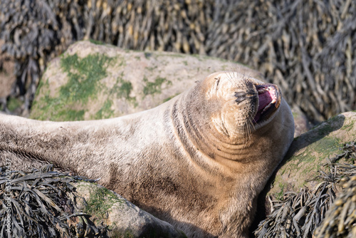 Closeup seal. Fur Seal in the sand portrait. Sea Lions at ocean. Fur seal colony, arctocephalus pusillus photo