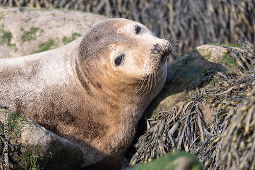 Closeup seal. Fur Seal in the sand portrait. Sea Lions at ocean. Fur seal colony, arctocephalus pusillus