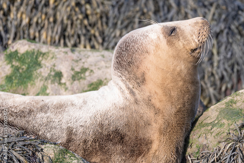 Closeup seal. Fur Seal in the sand portrait. Sea Lions at ocean. Fur seal colony, arctocephalus pusillus photo