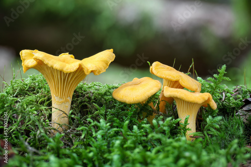 Close-up shot of edible mushrooms known as girolle