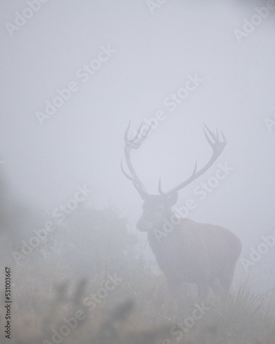 Red Deer  Cervus elaphus  stag during the rutting season. Bieszczady Mts.  Carpathians  Poland.
