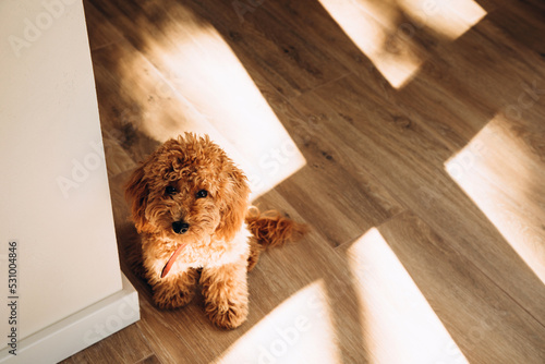 A small ginger poodle sits on the floor in the shadows of the daylight falling from the window. View from above
