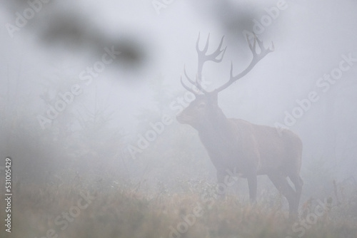 Red Deer (Cervus elaphus) stag during the rutting season. Bieszczady Mts., Carpathians, Poland.