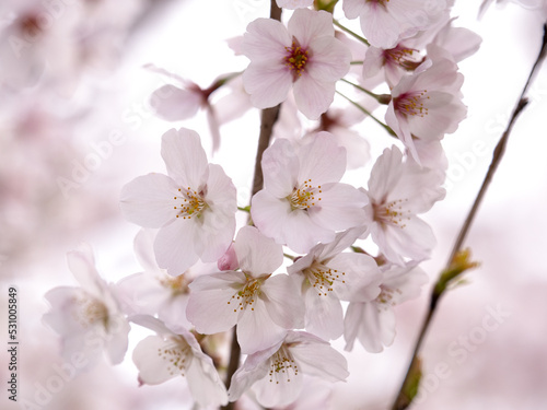 Japanese cherry tree called "Someiyoshino"