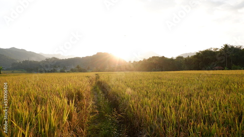 field of wheat at sunset In Indonesia