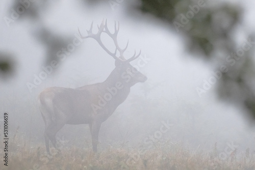 Red Deer (Cervus elaphus) stag during the rutting season. Bieszczady Mts., Carpathians, Poland.