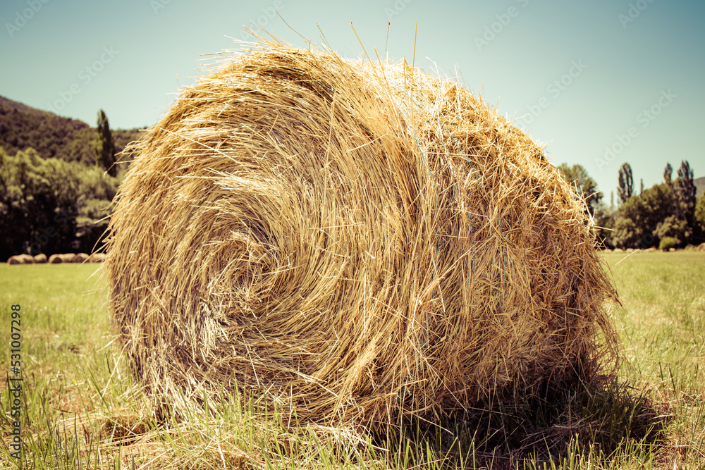 hay bales in the field