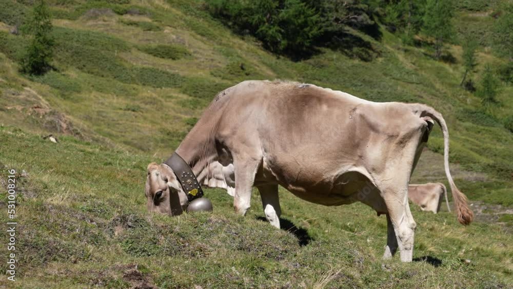 Close-up Shot Of A Cow Eating Grass. Swiss Brown Cattle - Braunvieh Close-up Shot Of A Cow Eating Grass. Swiss Brown Cattle - Braunvieh