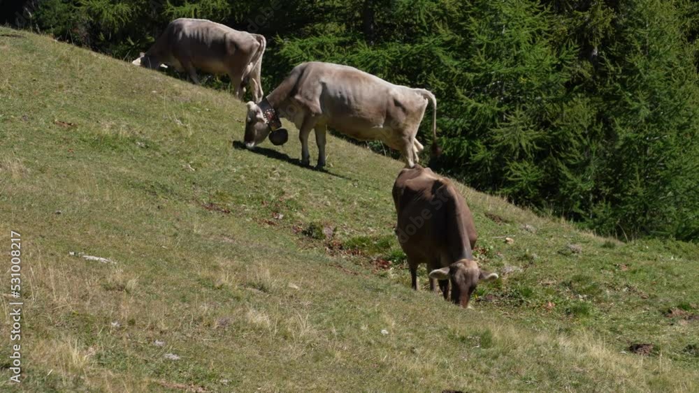 Static Shot Of 3 Young Cows Grazing. A cow carries a cowbell. Swiss Brown Cattle. Schweizer Braunvieh Static Shot Of 3 Young Cows Grazing. A cow carries a cowbell. Swiss Brown Cattle. Schweizer Braunvieh