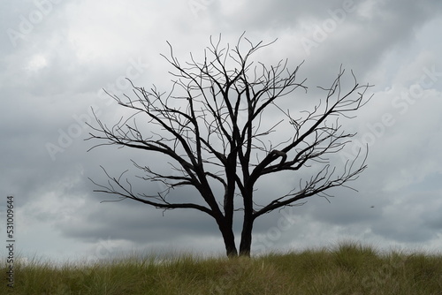 Wallpaper Mural tree in the fog Torontodigital.ca