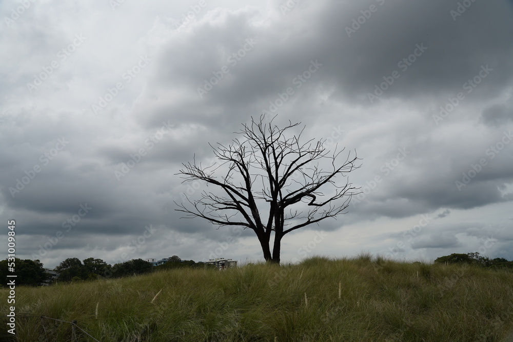 tree in the fog