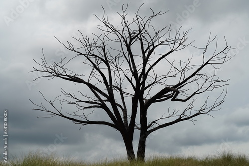 Wallpaper Mural bone-dry tree in the fog  Torontodigital.ca