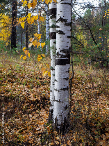 White birch trunks and foliage against the backdrop of an autumn forest. Fallen leaves lie on the ground. Autumn natural background with birches.