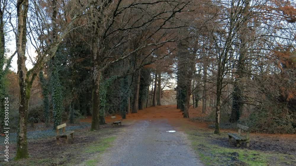 Path in the forest on an autumn day