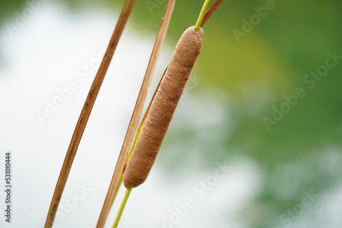 close up of  Typha domingensis photo