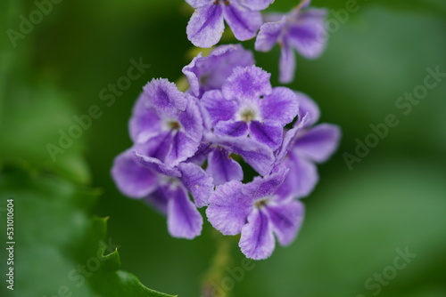 close up of a purple flower