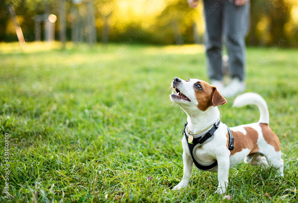 A Jack Russell dog looks up on a blurred background of trees and green grass. A beautiful dog has a collar on his neck. The photo is blurred