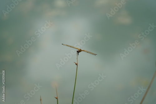 dragonfly on grass © Jimmy