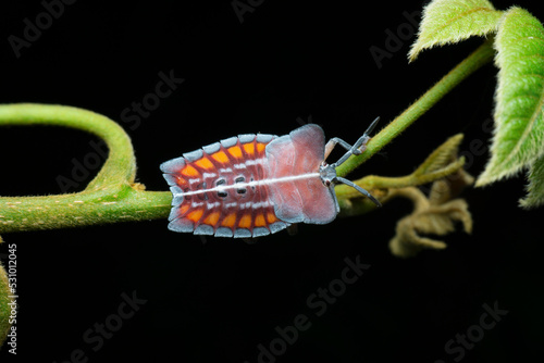 Briliantly coloured and strangely shaped stink bug , Pycanum sp, Satara, Maharashtra, India photo