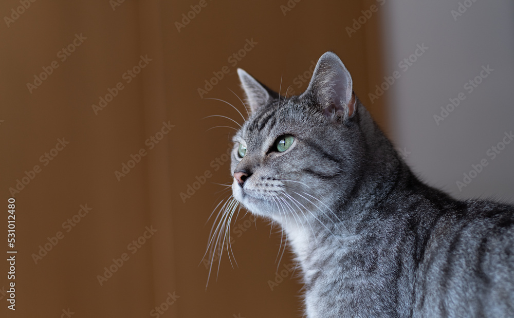 Obraz premium 見つめる猫 サバトラ猫