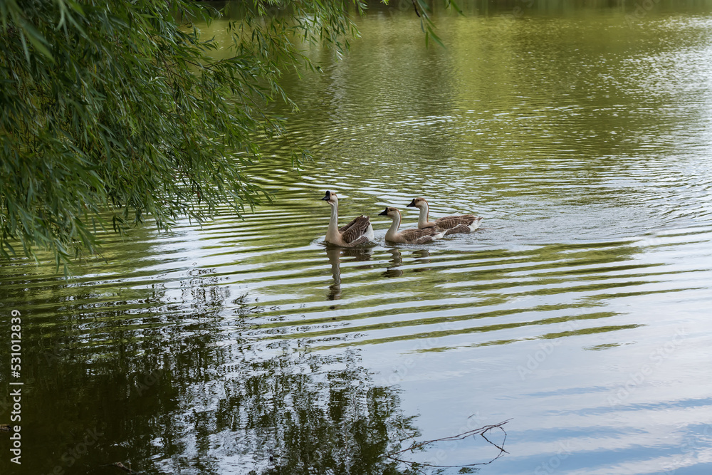Domestic gray geese are floating on the pond Domestic gray geese are floating on the pond