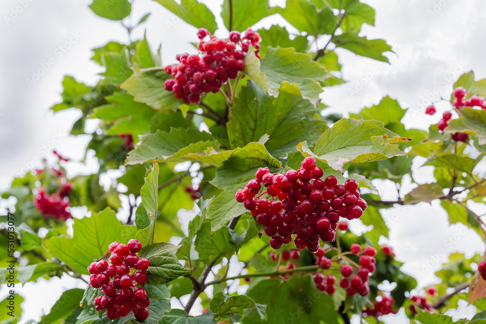 custom made wallpaper toronto digitalBunches of viburnum berries on a branches in selective focus