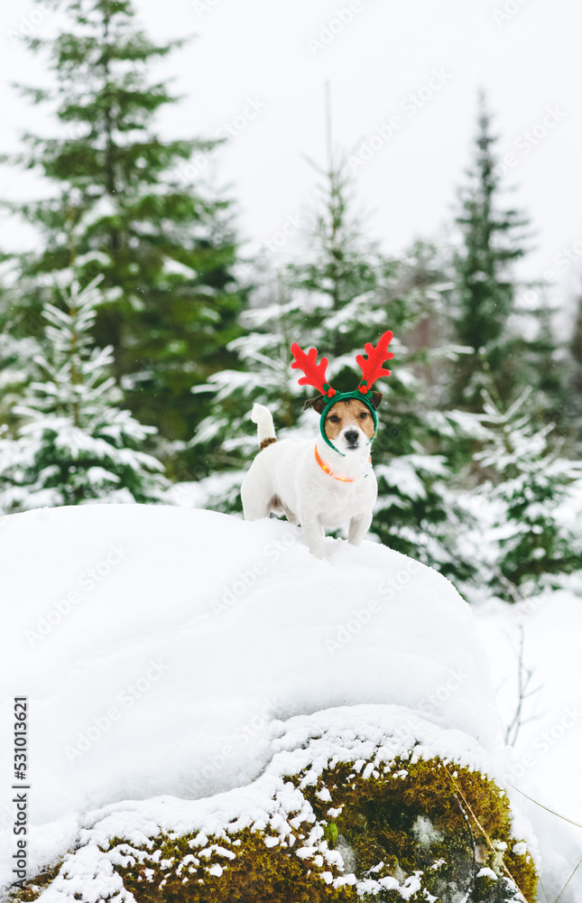 Dog wearing Christmas reindeer antlers and LED collar walking in forest.