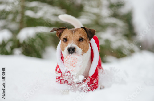 Dog wearing costume of Santa Claus playing in snow with ball