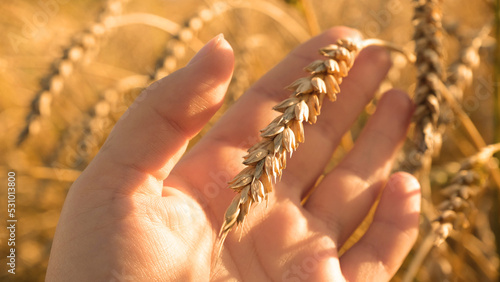 Golden ripe ears of wheat in female hand against the background of a wheat field