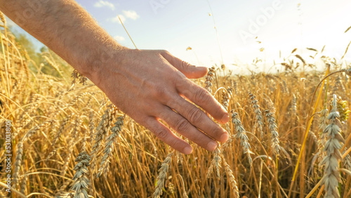 Man s hand touches golden wheat spikelets in a field at sunset