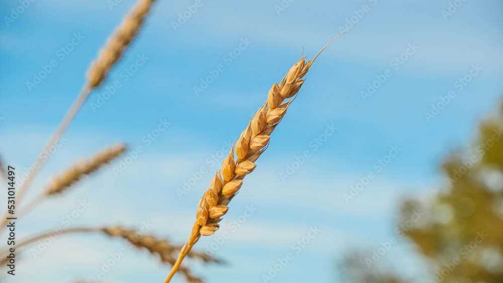 Golden ears of wheat against the background of the blue sky Golden ears of wheat against the background of the blue sky