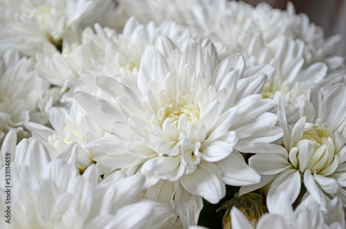 White chrysanthemum flowers