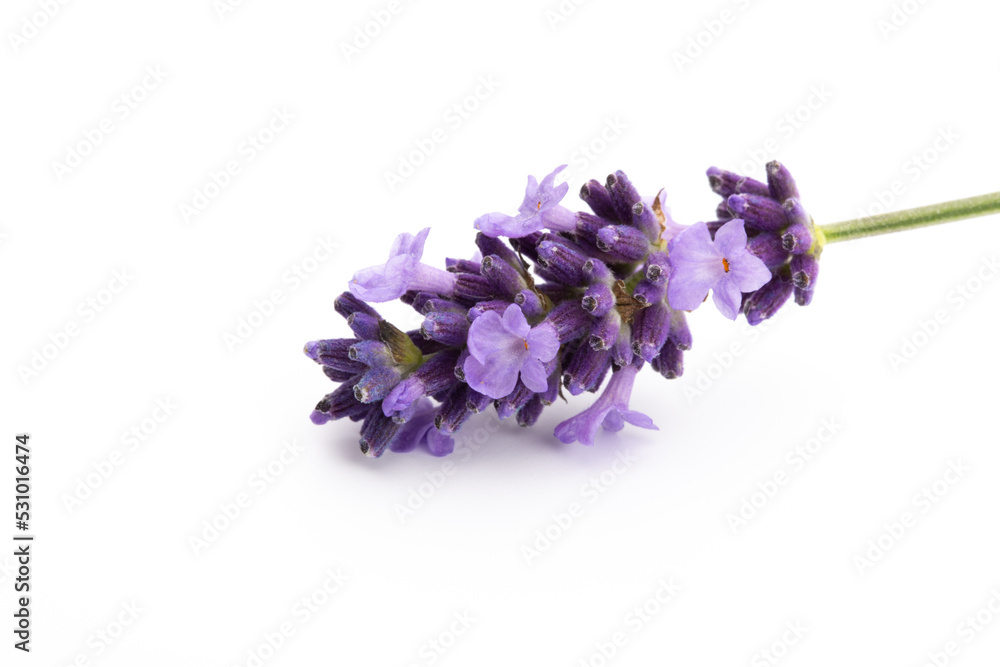 Naklejka premium Lavender flowers on a white background.