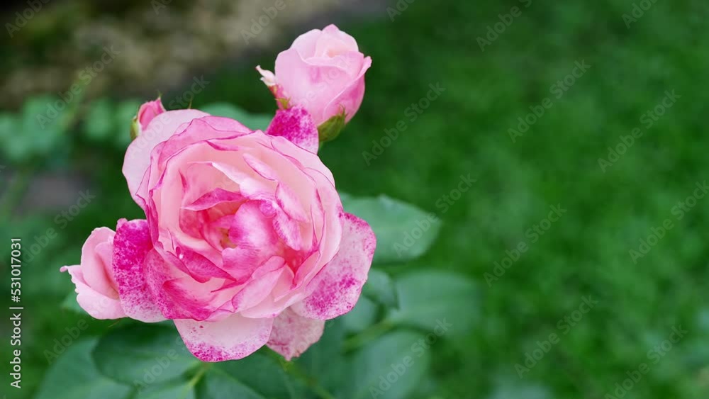 Beautiful fresh roses in nature closeup. Pink roses bush in garden. Soft flower petals. Beautiful fresh roses in nature closeup. Pink roses bush in garden. Soft flower petals.
