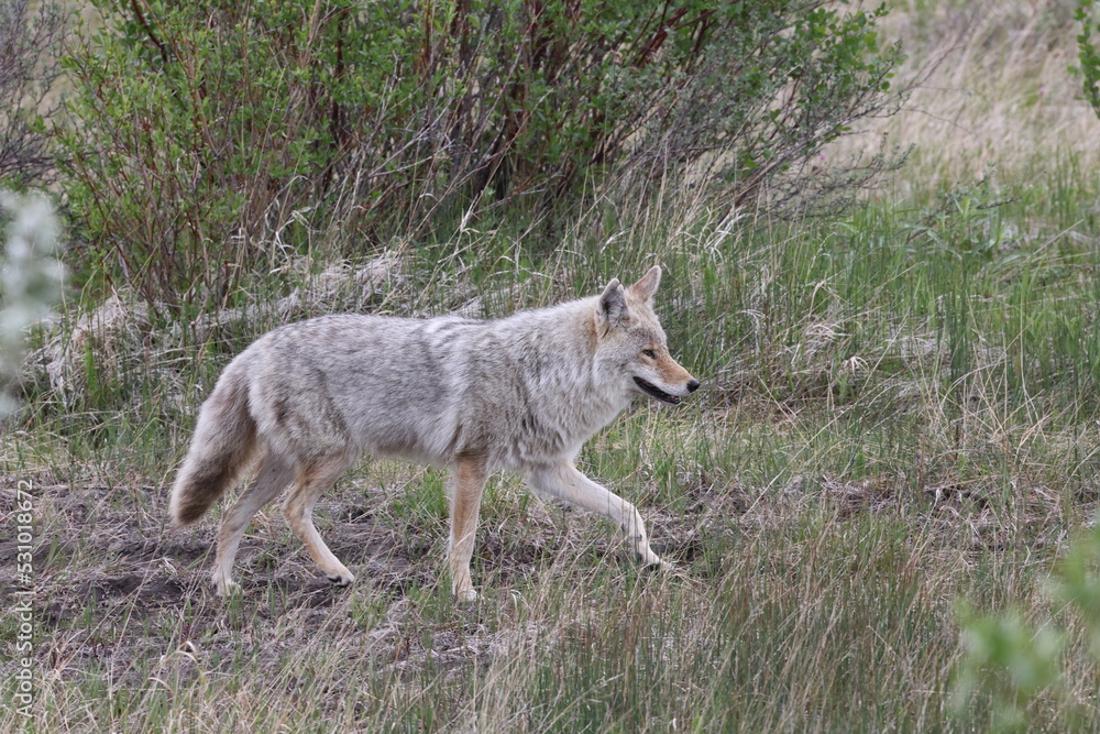 Coyote  Jasper National Park Canada