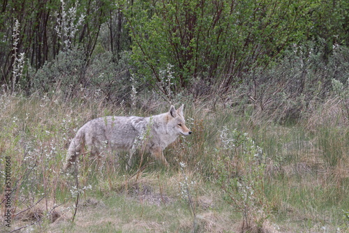 Coyote Jasper National Park Canada