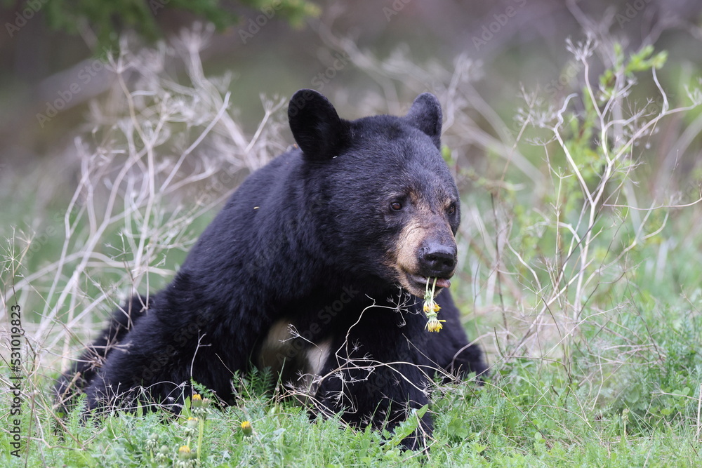 American black bear (Ursus americanus) Kanada American black bear (Ursus americanus) Kanada