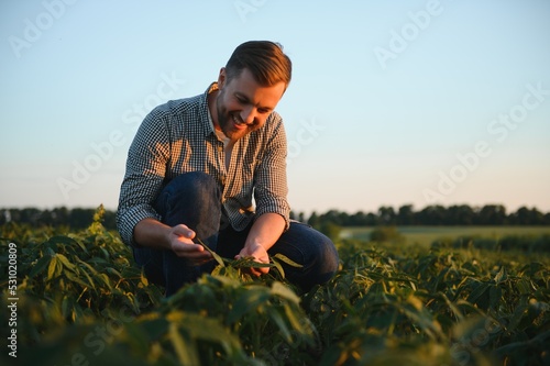 A farmer inspects a green soybean field. The concept of the harvest © Serhii