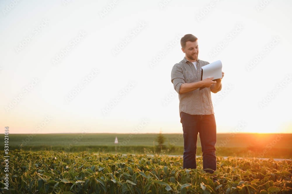 farmer agronomist in soybean field checking crops. Organic food production and cultivation. farmer agronomist in soybean field checking crops. Organic food production and cultivation.