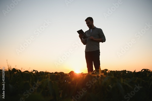 farmer agronomist in soybean field checking crops. Organic food production and cultivation. © Serhii