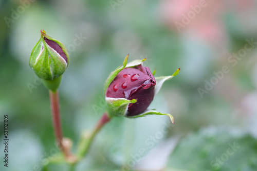 Rose bud after rain. There are drops on its leaves. Local focus.